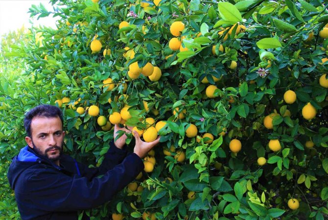 Kilosu 40 Kuruşa Düşen Limon Dalında Sarardı
