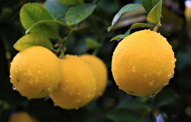 Kilosu 40 Kuruşa Düşen Limon Dalında Sarardı