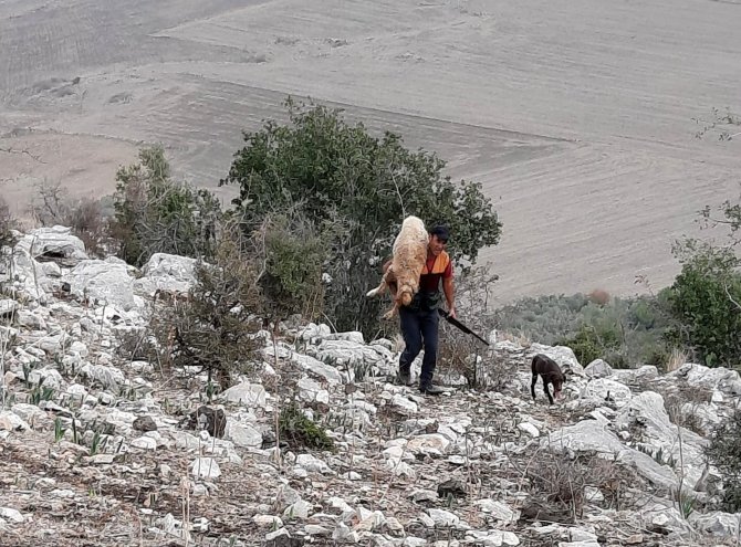 Kayalıklarda Mahsur Kalan Koyunu Kurtarıp Sırtında Taşıdı