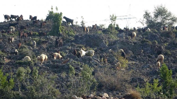 Kayalıklarda Mahsur Kalan Koyunu Kurtarıp Sırtında Taşıdı
