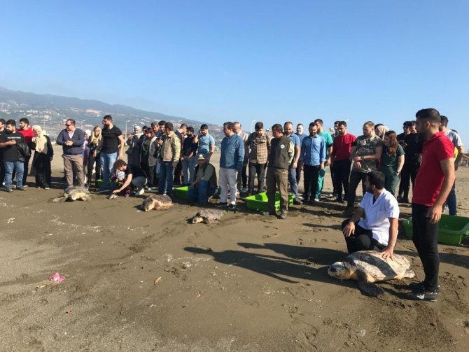 Tedavileri Tamamlanan Deniz Kaplumbağaları Denizle Buluştu