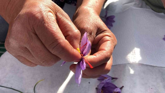 Isparta’da Yetişen Safran Çiçeğinin Kilosu 75 Bin Liradan Satılıyor