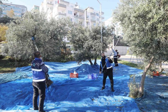 Topraktan Halka Zeytin Hasadı Başladı