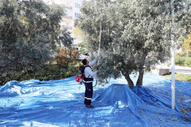 Topraktan Halka Zeytin Hasadı Başladı