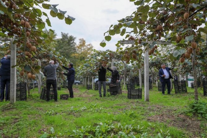 Ordu’da Kivi Hasadı Başladı