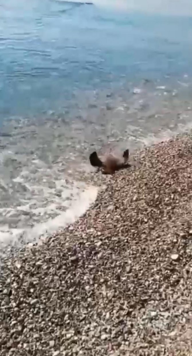 Antalya’da Balık Tutan Bir Kişinin Oltasına Vatoz Balığı Takıldı