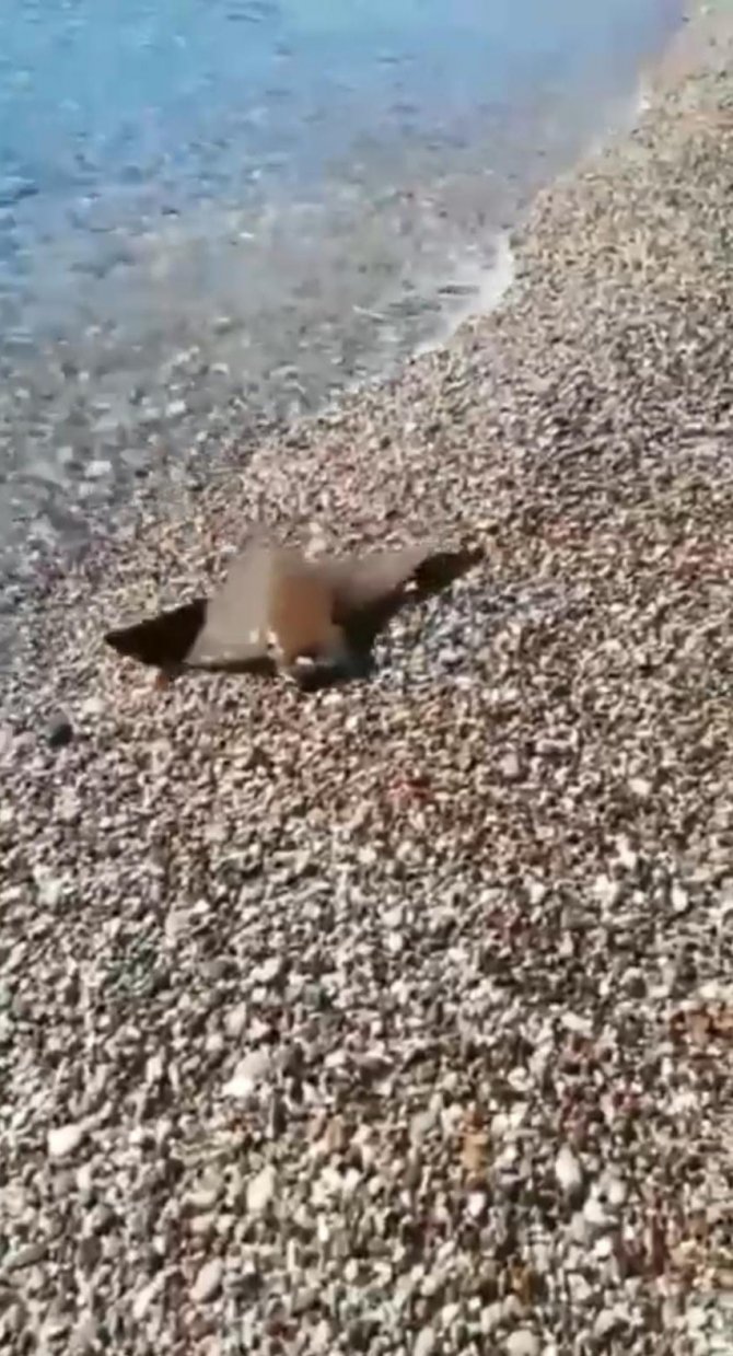 Antalya’da Balık Tutan Bir Kişinin Oltasına Vatoz Balığı Takıldı