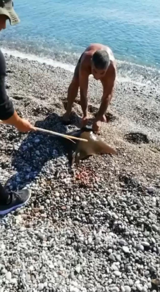 Antalya’da Balık Tutan Bir Kişinin Oltasına Vatoz Balığı Takıldı