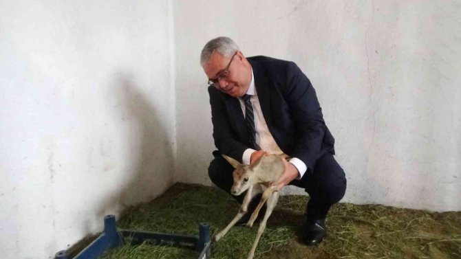 Muş’ta Devlet Eliyle Açılan Hayvanat Bahçesi Yerli Ve Yabancı Turistleri Bekliyor
