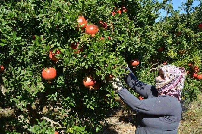 Nar Üretiminde Verim Çiftçiyi Sevindirdi