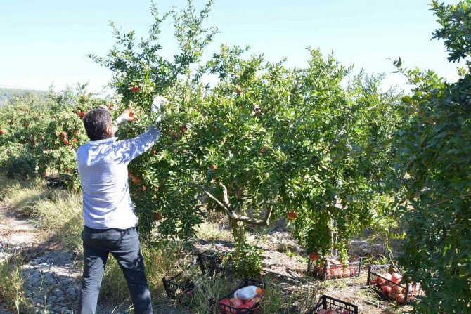 Nar Üretiminde Verim Çiftçiyi Sevindirdi