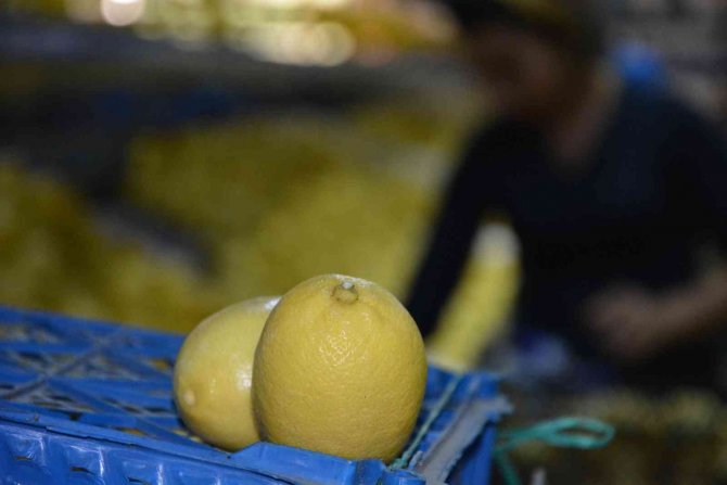 Ortaca’da Narenciye Üreticisi Destek Bekliyor