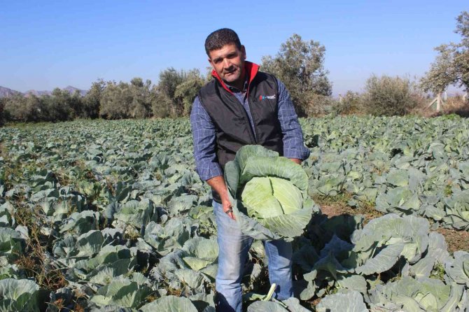 Türkiye’nin Kışlık Sebzesi Salihli Ovası’ndan