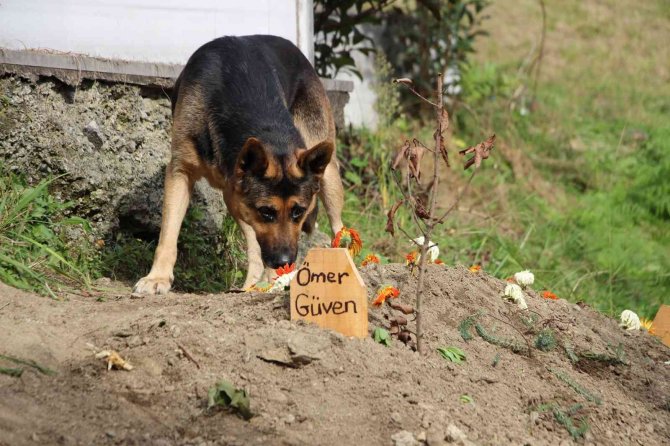Vefalı Köpek, Ölen Sahibinin Mezarı Başından Bir An Olsun Ayrılmıyor