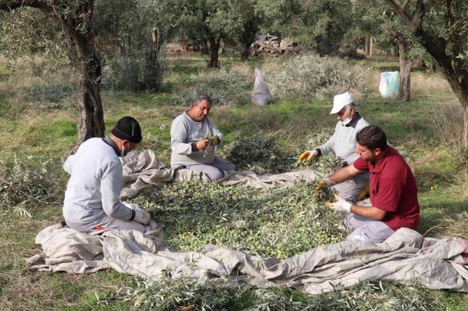 Turgutlu’nun Parklarındaki Zeytinler İhtiyaç Sahiplerine Aş Oluyor