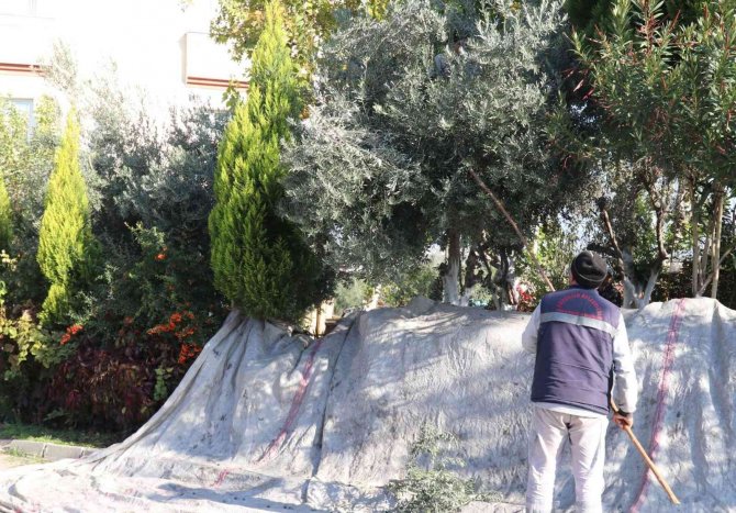 Turgutlu’nun Parklarındaki Zeytinler İhtiyaç Sahiplerine Aş Oluyor