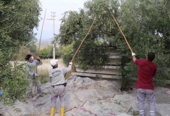 Turgutlu’nun Parklarındaki Zeytinler İhtiyaç Sahiplerine Aş Oluyor
