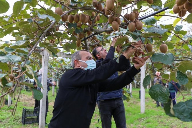 Ordu’da Kivi Hasadı Başladı