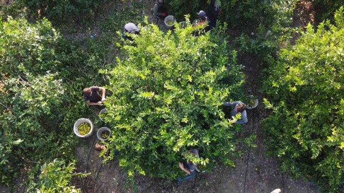 Mersin’den 60 Ülkeye Limon İhracatı