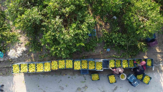 Mersin’den 60 Ülkeye Limon İhracatı