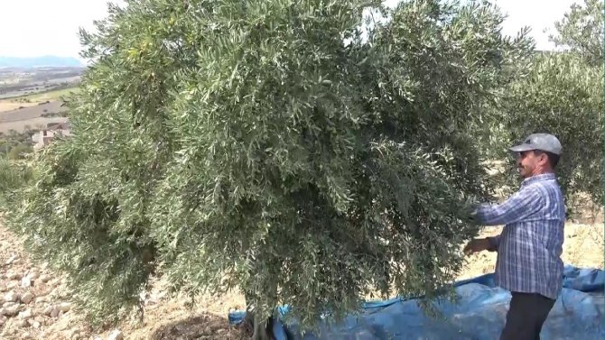Okay: "Afrin’den Gelen Yağlar Daha Ucuz"