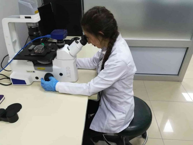 Siyah Kuşburnu Meyve Özütünün, Göğüs Kanseri Hücrelerini Yüksek Oranda Yok Ettiği Belirlendi