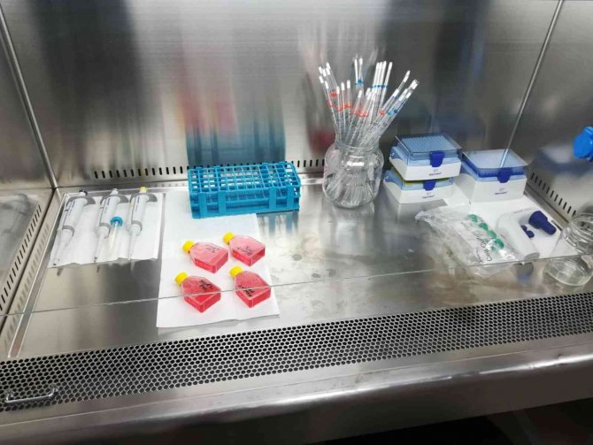 Siyah Kuşburnu Meyve Özütünün, Göğüs Kanseri Hücrelerini Yüksek Oranda Yok Ettiği Belirlendi