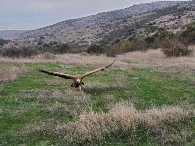 Bitkin Halde Getirilen Kızıl Akbaba Tedavi Edilerek Doğal Ortama Salındı