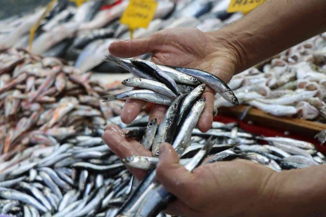 Karadeniz’deki Hamsi Bolluğu Samsun’daki Fiyatlara Yansımıyor