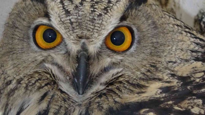 Van Gölü Havzası’ndaki Yaban Hayvanları Doğaya Kazandırıldı