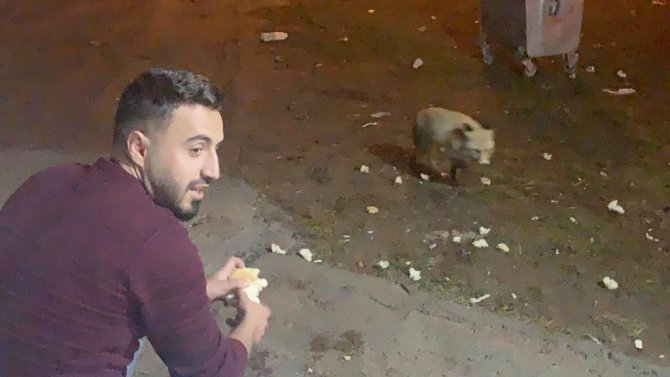 Karslı Gençler Adını Şükür Koydukları Tilkiyi Elleriyle Besliyor