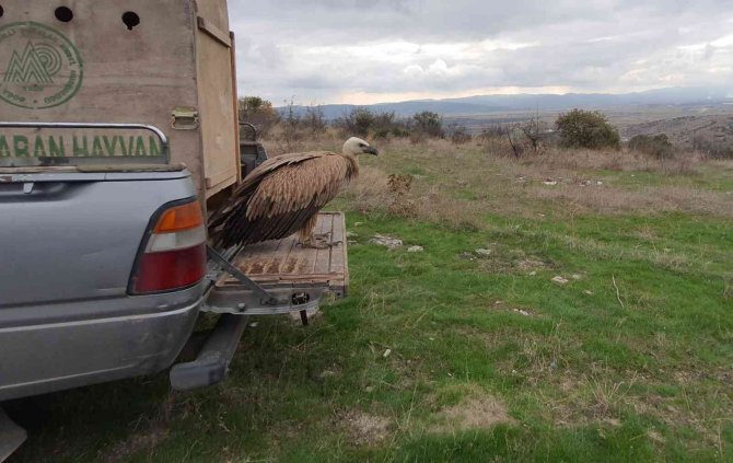 Bitkin Halde Getirilen Kızıl Akbaba Tedavi Edilerek Doğal Ortama Salındı