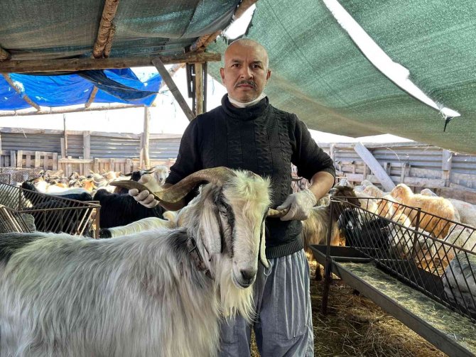Küçükbaş Hayvan Fiyatları Düşüşte