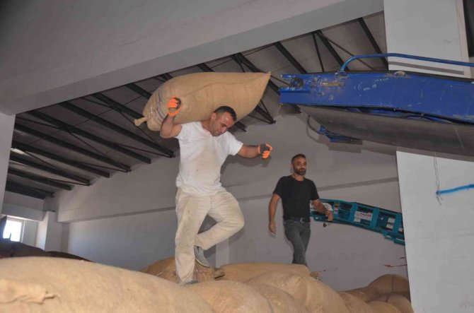 Ordu’da Fındık Üreticilerinin Tmo’ya Talebi Artıyor