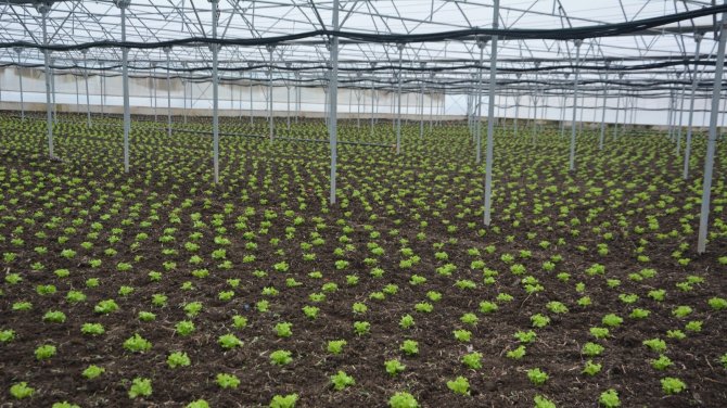 Türkiye’nin Marulu 19 Mayıs’tan