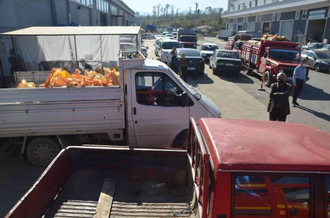 Ordu’da Fındık Üreticilerinin Tmo’ya Talebi Artıyor