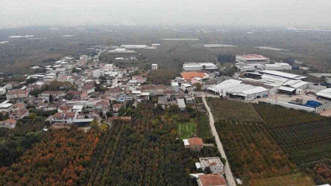Türkiye’nin Meyve Ambarı...futbol Topu Gibi Armutlar Şaşırtıyor