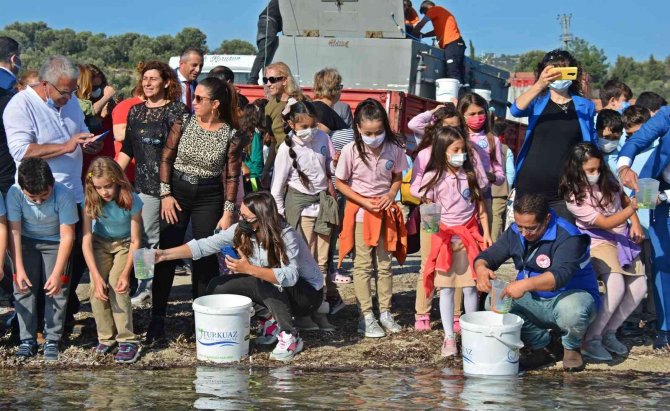 Dikili’de Denize 15 Bin Adet Yavru Balık Bırakıldı