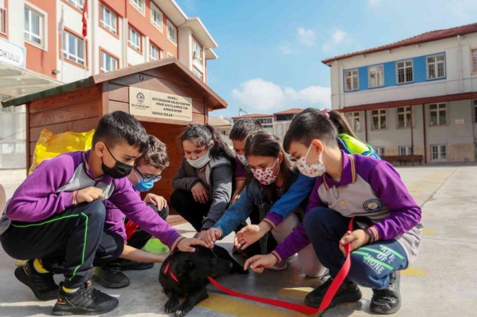 Her Okula Bir Sokak Köpeği