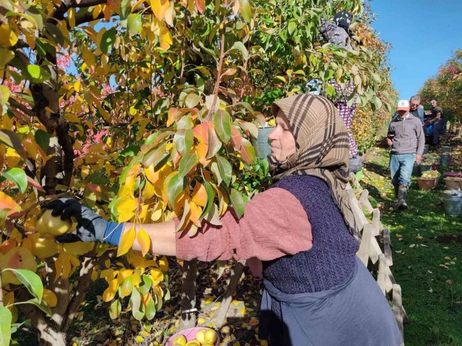 Edirne’de Deveci Armudun Hasadına Başlandı