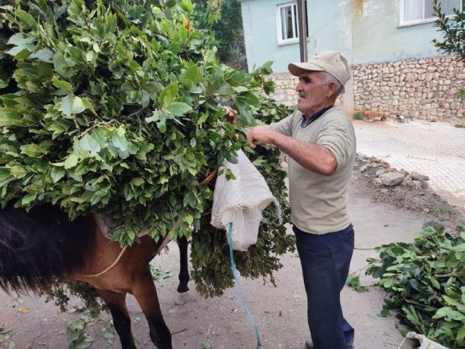 Defne Yaprağı Hatay’dan Dünyaya İhraç Ediliyor