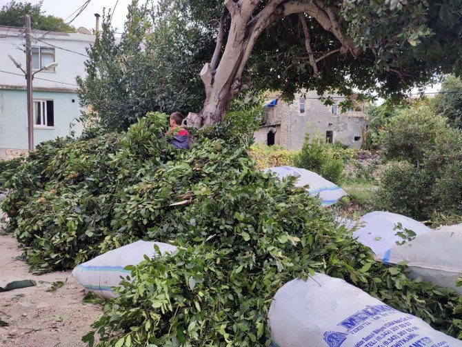 Defne Yaprağı Hatay’dan Dünyaya İhraç Ediliyor
