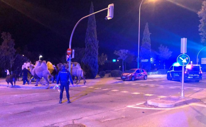 İ̇spanya’da Sirkten Kaçan 8 Deve Ve Bir Lama Sokakta Dolaşırken Bulundu