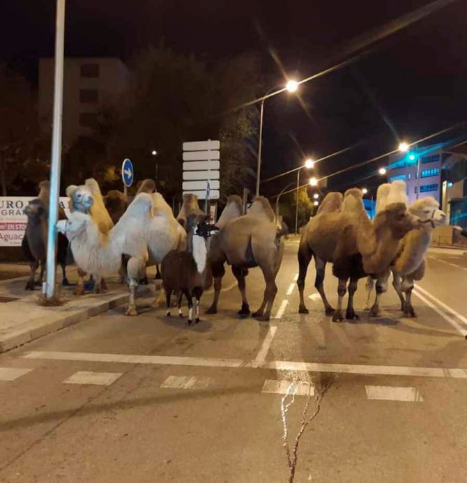 İ̇spanya’da Sirkten Kaçan 8 Deve Ve Bir Lama Sokakta Dolaşırken Bulundu