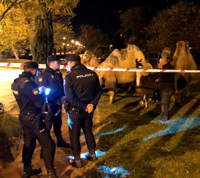 İ̇spanya’da Sirkten Kaçan 8 Deve Ve Bir Lama Sokakta Dolaşırken Bulundu