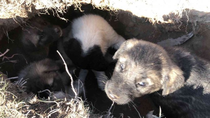 Kars’ta Onlarca Yavru Köpek Yola Bırakıldı