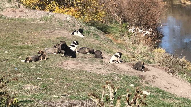 Kars’ta Onlarca Yavru Köpek Yola Bırakıldı