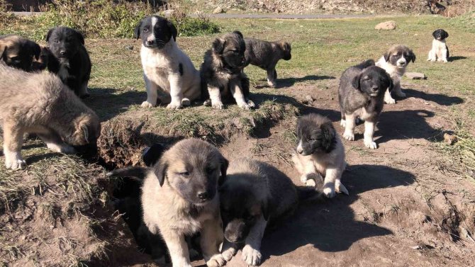 Kars’ta Onlarca Yavru Köpek Yola Bırakıldı