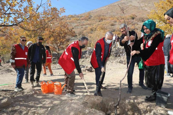 Kızılay Haftasında Ali Dağına Yüzlerce Meyve Ağacı Dikildi