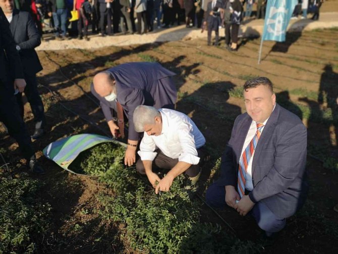 Koü’de Hasat Ve Dikim Şenliği